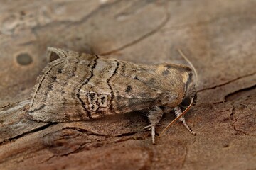 Closeup on the figure of eighty moth, Tethea ocularis sitting on wood