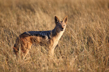 Schabrackenschakal / Black-backed jackal / Canis mesomelas