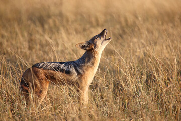 Schabrackenschakal / Black-backed jackal / Canis mesomelas