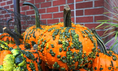 Warty Goblin - a hard shell pumpkin, with warts remaining green for several weeks after harvest....