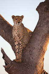 Gepard auf Baum / Cheetah in tree / Acinonyx jubatus © Ludwig