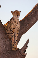 Gepard auf Baum / Cheetah in tree / Acinonyx jubatus © Ludwig