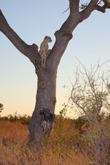 Gepard auf Baum / Cheetah in tree / Acinonyx jubatus © Ludwig