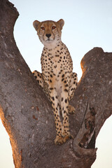 Gepard auf Baum / Cheetah in tree / Acinonyx jubatus © Ludwig