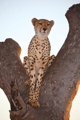 Gepard auf Baum / Cheetah in tree / Acinonyx jubatus