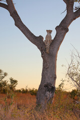 Gepard auf Baum / Cheetah in tree / Acinonyx jubatus © Ludwig