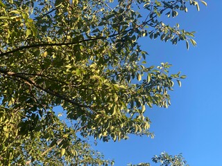 空に映える自然の木