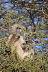 Bärenpavian / Chacma baboon / Papio ursinus..