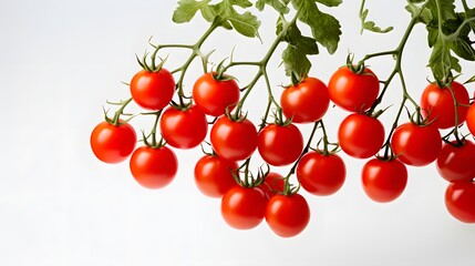 a branch with leaves with tomatoes on a white background