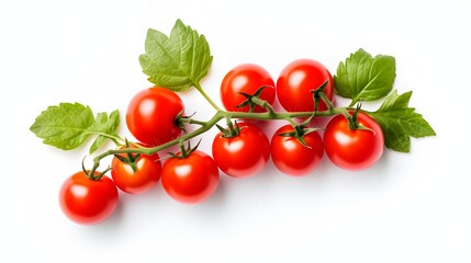 a branch with leaves with tomatoes on a white background