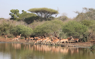 Schwarzfersenantilope / Impala / Aepyceros melampus
