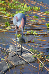 Goliathreiher / Goliath heron / Ardea goliath