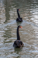 A pair of black swan swinging in the lake