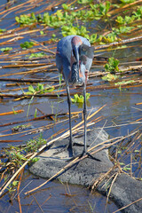Goliathreiher / Goliath heron / Ardea goliath