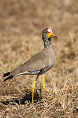 Senegalkiebitz / African wattled plover / Vanellus senegallus