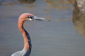 Goliathreiher / Goliath heron / Ardea goliath.