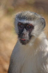 Obraz premium Grüne Meerkatze / Vervet monkey / Cercopithecus aethiops .