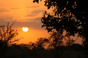 Obraz premium Sonnenaufgang - Krüger Park - Südafrika / Sunrise - Kruger Park - South Africa /