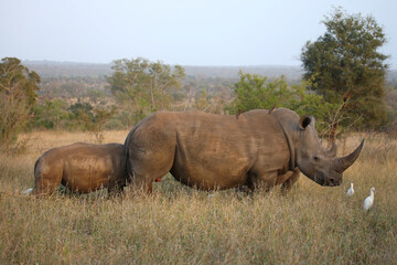 Fototapeta premium Breitmaulnashorn / Square-lipped rhinoceros / Ceratotherium simum