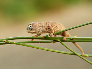 Juvenile common chameleon on a plant. Newborn. Chamaeleon chamaeleon