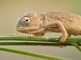 Juvenile common chameleon on a plant. Newborn. Chamaeleon chamaeleon