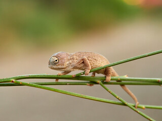 Juvenile common chameleon on a plant. Newborn. Chamaeleon chamaeleon
