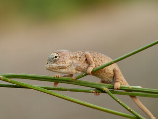 Juvenile common chameleon on a plant. Newborn. Chamaeleon chamaeleon