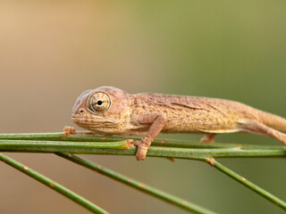 Juvenile common chameleon on a plant. Newborn. Chamaeleon chamaeleon