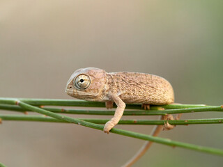 Juvenile common chameleon on a plant. Newborn. Chamaeleon chamaeleon