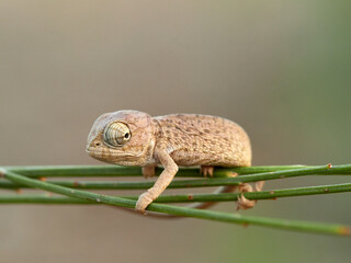 Juvenile common chameleon on a plant. Newborn. Chamaeleon chamaeleon