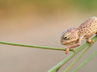 Juvenile common chameleon on a plant. Newborn. Chamaeleon chamaeleon