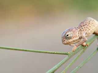 Juvenile common chameleon on a plant. Newborn. Chamaeleon chamaeleon