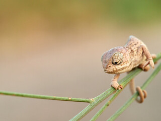 Juvenile common chameleon on a plant. Newborn. Chamaeleon chamaeleon