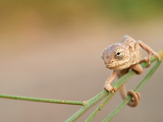 Juvenile common chameleon on a plant. Newborn. Chamaeleon chamaeleon