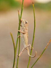 Juvenile common chameleon on a plant. Newborn. Chamaeleon chamaeleon