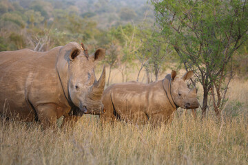 Breitmaulnashorn und Rotschnabel-Madenhacker / Square-lipped rhinoceros and Red-billed oxpecker / Ceratotherium simum et Buphagus erythrorhynchus.