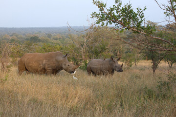 Fototapeta premium Breitmaulnashorn und Kuhreiher / Square-lipped rhinoceros and Cattle egret / Ceratotherium simum et Bubulcus ibis.