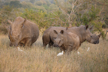 Breitmaulnashorn und Rotschnabel-Madenhacker / Square-lipped rhinoceros and Red-billed oxpecker /...
