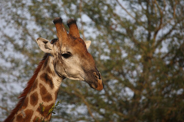 Giraffe / Giraffe / Giraffa camelopardalis