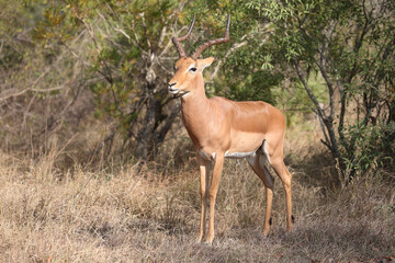 Schwarzfersenantilope / Impala / Aepyceros melampus