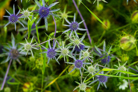 Blue flower Eryngium Bourgatii  the Mediterranean sea holly