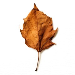 Dying Leaf Isolated on White Background