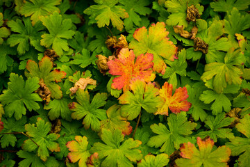 red and green autumn leaves in the park