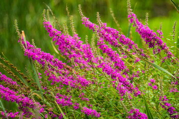 Pink flowers against the blurred background