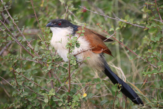 Tiputip / Burchell's coucal / Centropus superciliosus.