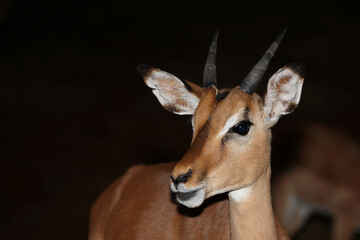 Schwarzfersenantilope / Impala / Aepyceros melampus