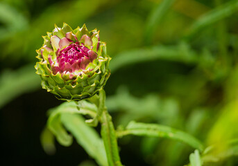 The Globe Artichoke in full bloom