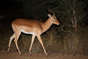 Schwarzfersenantilope / Impala / Aepyceros melampus
