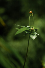 Close-up of a green flower against dark green background