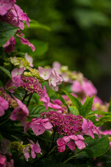 Pink flowers against the blurred background